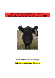 Merkblatt BVD / MD - Landkreis Oldenburg