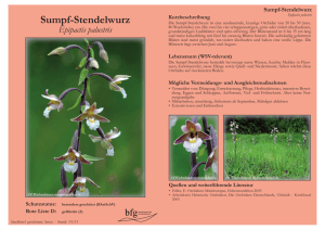 Sumpf-Stendelwurz - Epipactis palustris