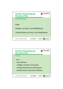 Zertifikat Waldpädagogik Rheinland