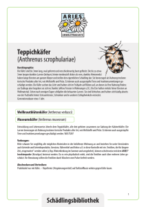 Teppichkäfer (Anthrenus scrophulariae)
