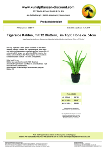 Produktdatenblatt Tigeraloe Kaktus, mit 12 Blättern, im Topf, Höhe