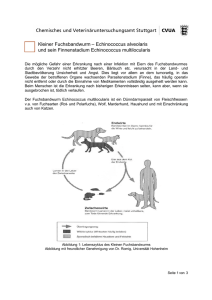Kleiner Fuchsbandwurm – Echinococcus alveolaris und sein