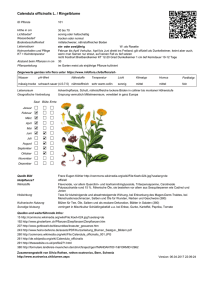 Calendula officinalis L. / Ringelblume