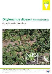Ditylenchus dipsaci - LIZ