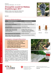 Drosophila suzukii im Rebbau Empfehlungen 2017