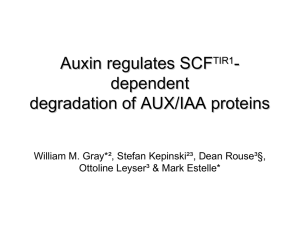 Auxin regulates SCFTIR1-dependent degradation of AUX/IAA proteins