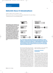 Bakterielle Klasse III Adenylatzyklasen