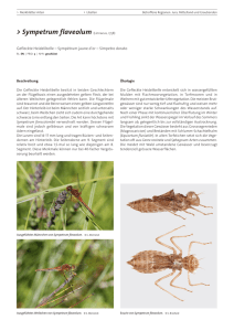 Merkblätter Arten – Libellules – Sympetrum flaveolum | BàT (1408)