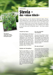 Stevia - Pistor