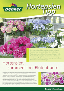 Hortensien, sommerlicher Blütentraum