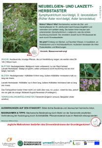Neubelgien- und Lanzett-Herbstaster (Symphyotrichum novi