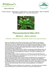Pflanzensteckbrief März 2016 Bärlauch