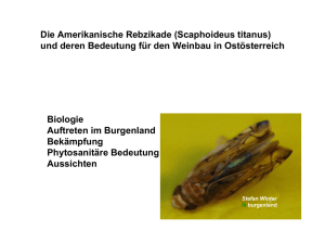 Biologie Auftreten im Burgenland Bekämpfung Phytosanitäre