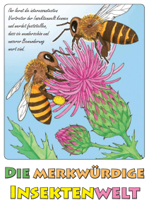 Malbuch zur Welt der Insekten, auf Anfrage auch in tschechischer