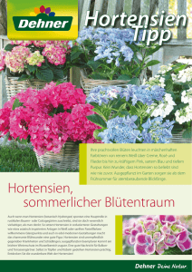 Hortensien, sommerlicher Blütentraum