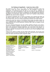 Die Plattbauch-Segellibelle - Insekt des Jahres 2001