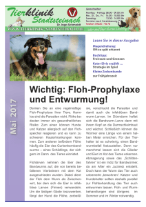 Wichtig: Floh-Prophylaxe und Entwurmung!