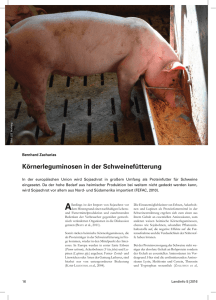 Körnerleguminosen in der Schweinefütterung
