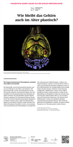 Plakatserie C - Neuroscience Network Basel
