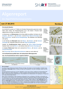 Algenreport Nordsee (Stand: 27.08.2015) (PDF 154KB, Datei ist