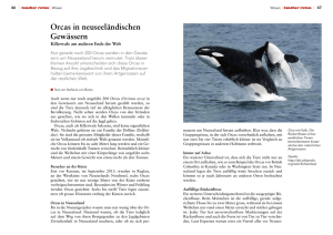 Orcas in neuseeländischen Gewässern