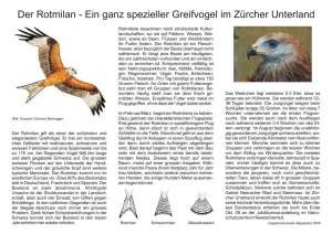 Der Rotmilan - Ein ganz spezieller Greifvogel im Zürcher Unterland