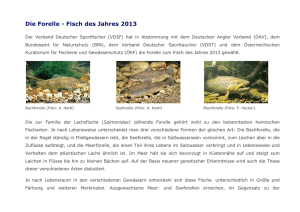 Die Forelle - Fisch des Jahres 2013