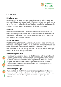 Christrose Informationsblatt