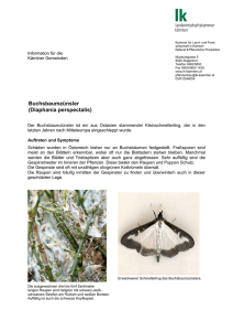 Buchsbaumzünsler (Diaphania perspectalis)