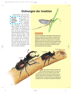 Ordnungen der Insekten
