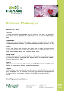 Orchideen / Phalaenopsis - Huplant Pflanzenkulturen AG