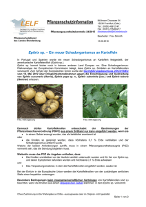 2015-24 Epitrix sp. ein neuer Schadorganismus an Kartoffeln