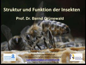Fliegen - Institut für Bienenkunde