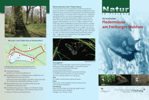 Fledermäuse am Freiburger Waldsee