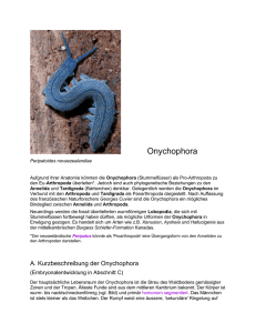 Onychophora Peripatoides novaezealandiae Aufgrund ihrer