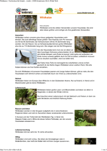 Wildkatze PDF OLIs Tierlexikon