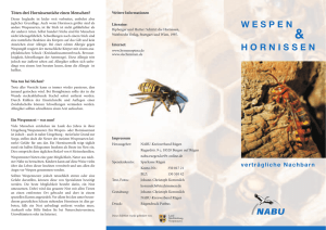 Wespen und Hornissen - verträgliche Nachbarn
