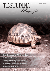 Geochelone platynota - (M)eine große Liebe Schildkrötenhilfe