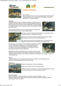 Tropfenschildkröte PDF OLIs Tierlexikon