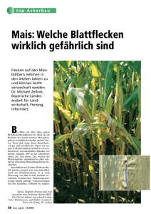 Mais: Welche Blattflecken wirklich gefährlich sind