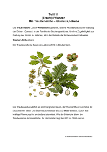 Teil111 (Tracht) Pflanzen Die Traubeneiche – Quercus petraea