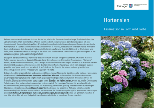 Hortensien - Thueringen.de