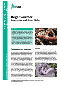 Regenwürmer - Baumeister fruchtbarer Böden