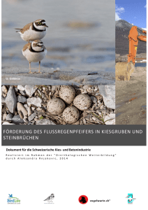 Förderung des Flussregenpfeifers in Kiesgruben und Steinbrüchen.