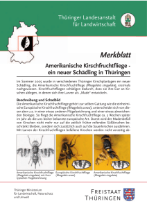 Amerikanische Kirschfruchtfliege - Thüringer Landesanstalt für