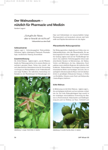 Der Walnussbaum – nützlich für Pharmazie und Medizin