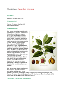 Muskatnuss (Myristica fragrans)
