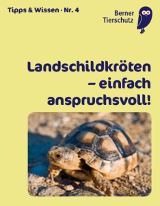 Landschildkröten – einfach anspruchsvoll!