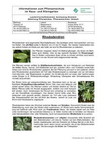 Rhododendren - Landwirtschaftskammer Schleswig