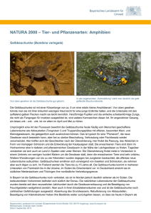 Amphibien - Bayerisches Landesamt für Umwelt
